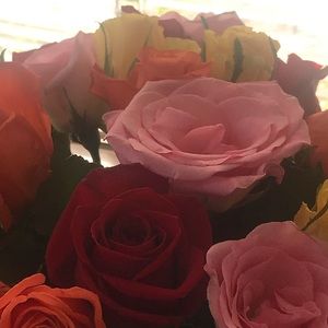 Meet your Posher, Opal